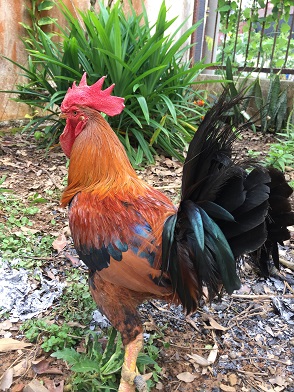 a rooster